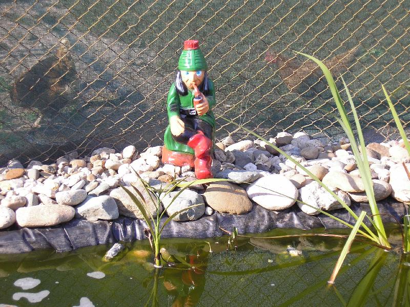 Foto: vodníček u nas u rybníčka