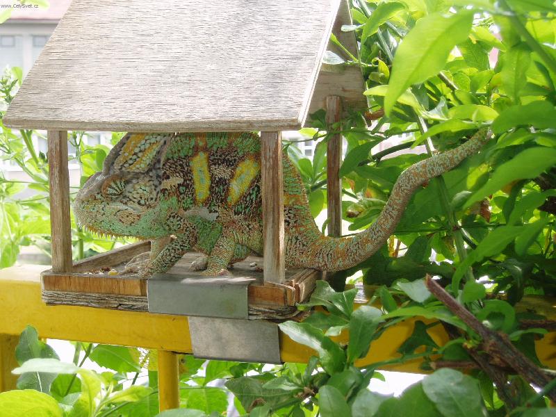 Foto: Vojtík-Chameleon jemenský  na balkoně v ptačí budce