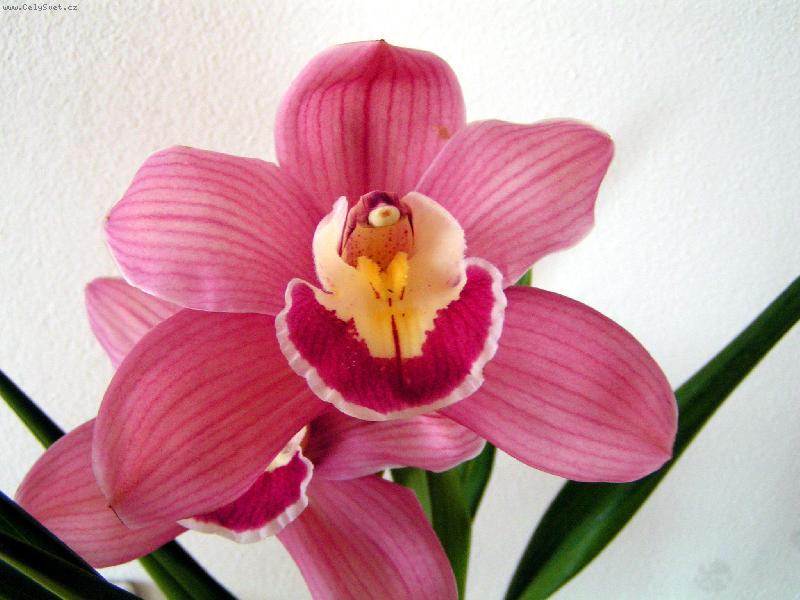 Foto: Kv�t-Orchidej