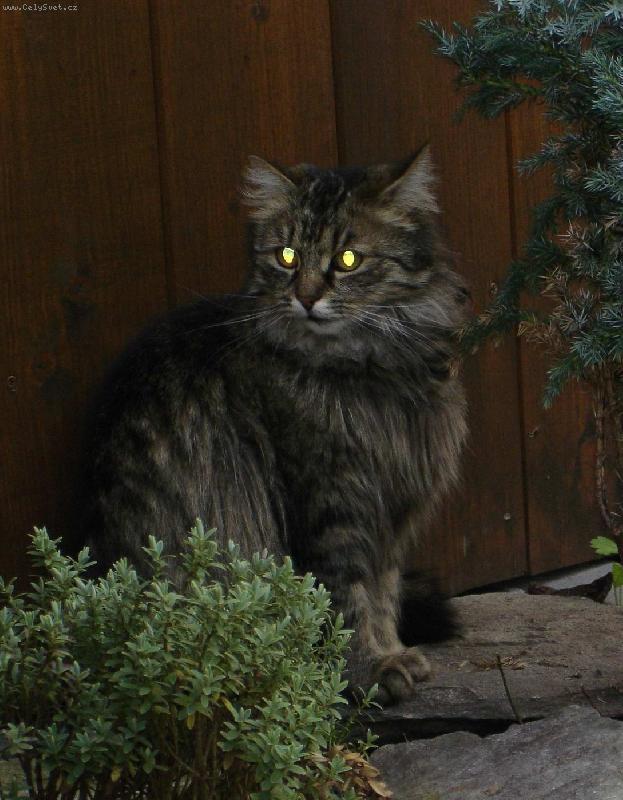 Foto: Model-N� Mac��ek na zahr�dce