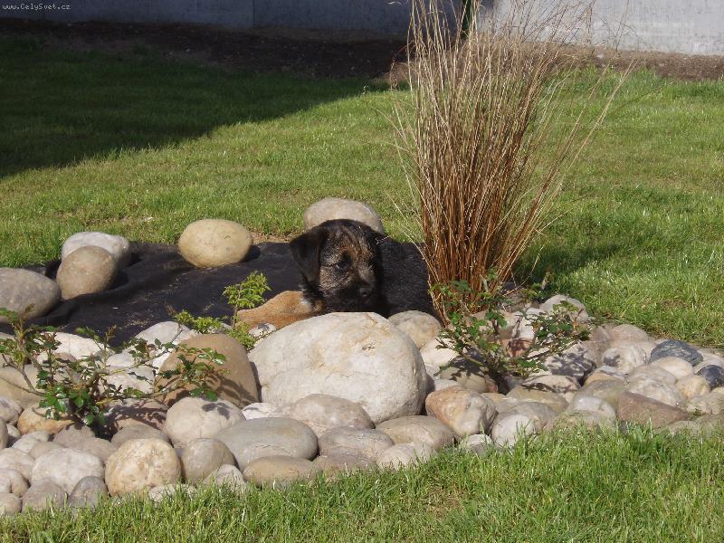 Foto: Tady mne nikdo neuvid�...-Doma na zahrad�.