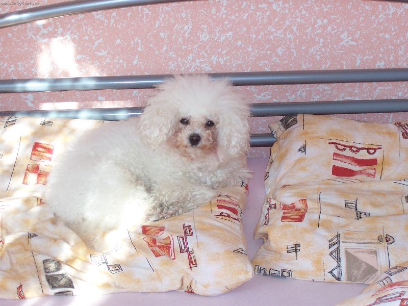 Foto: Bi�onek Amy-Dneska vst�vat nebudu a hotovo!!!