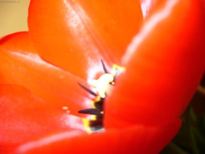 Foto: Tulipán