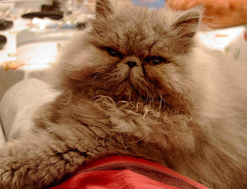 Foto: Had�i-zlati�ko