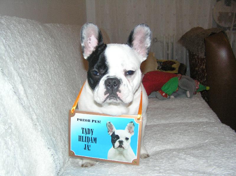 Foto: Touto cestou.......-...hled�m tohle - svoje dvoj�e buldo��tka...