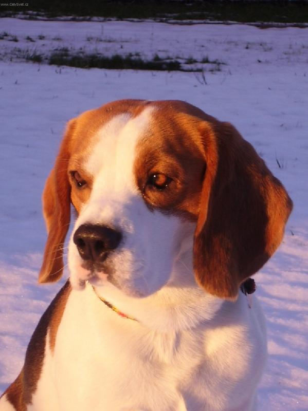 Foto: Beagle Buddy-Báďa ve sněhu
