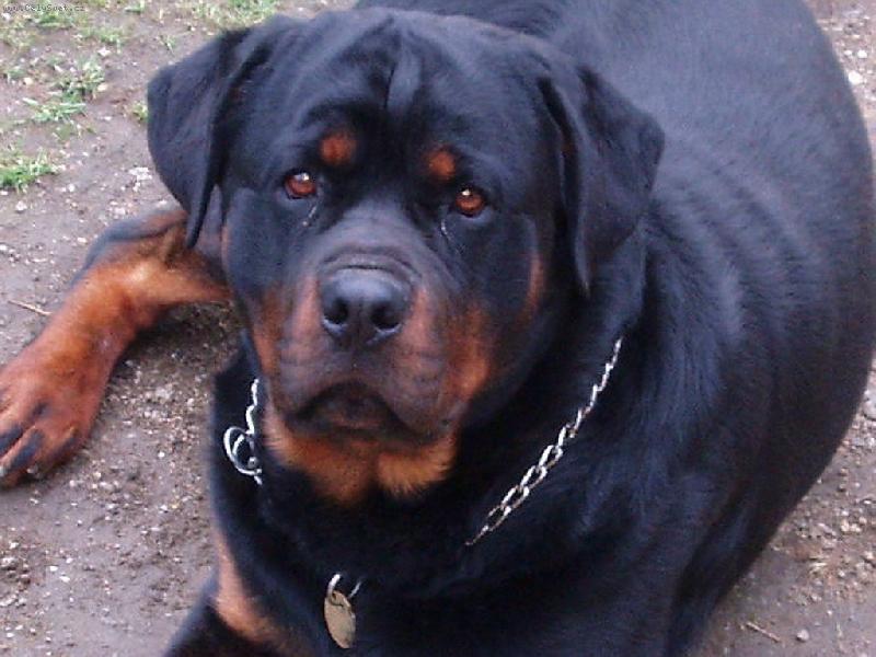 Foto: Pozor "zl�" pes!