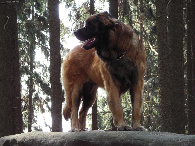 Foto: Bonnie B. Bora z Miloti�ek-V�let do skal.