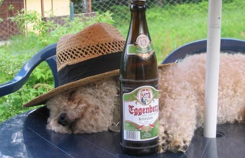 Foto: j� a pan��kovo pivo...-Uff, ta letn� vedra pro m� teda fakt nejsou....