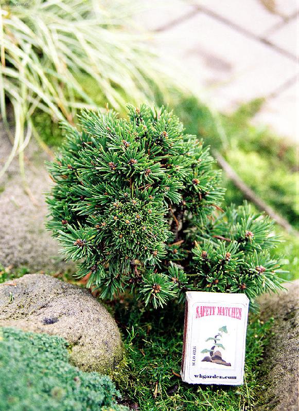 Foto: Čarověník borovice kleče Pinus mugo 