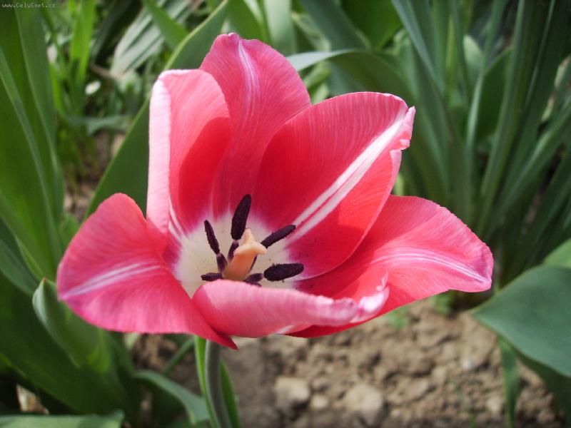 Foto: Tulipán