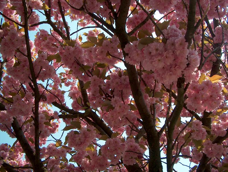 Foto: Květy sakury