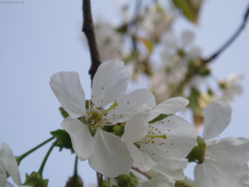 Foto: květ třešně