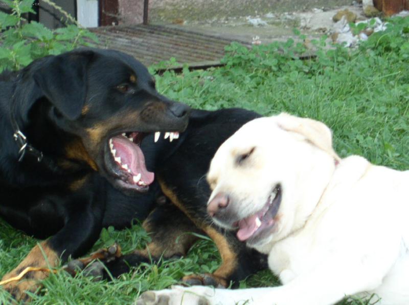 Foto: se� hluch�?