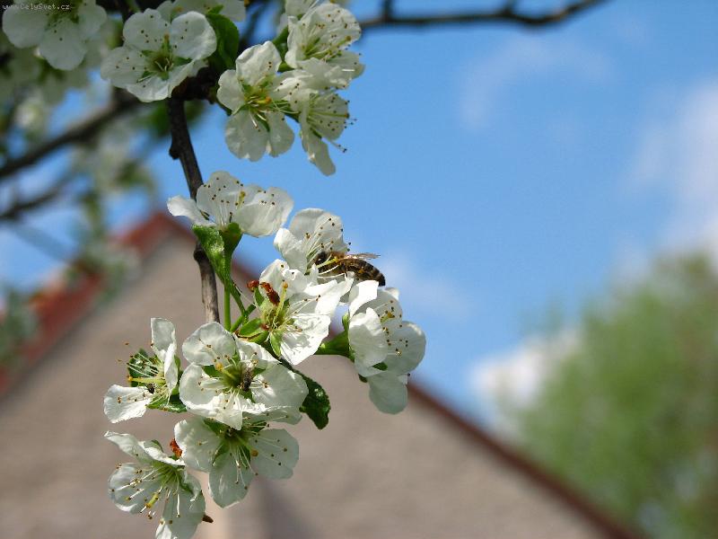 Foto: Včela a květ