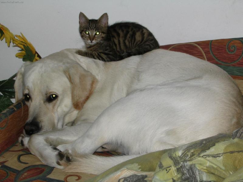 Foto: pejsek a ko�i�ka