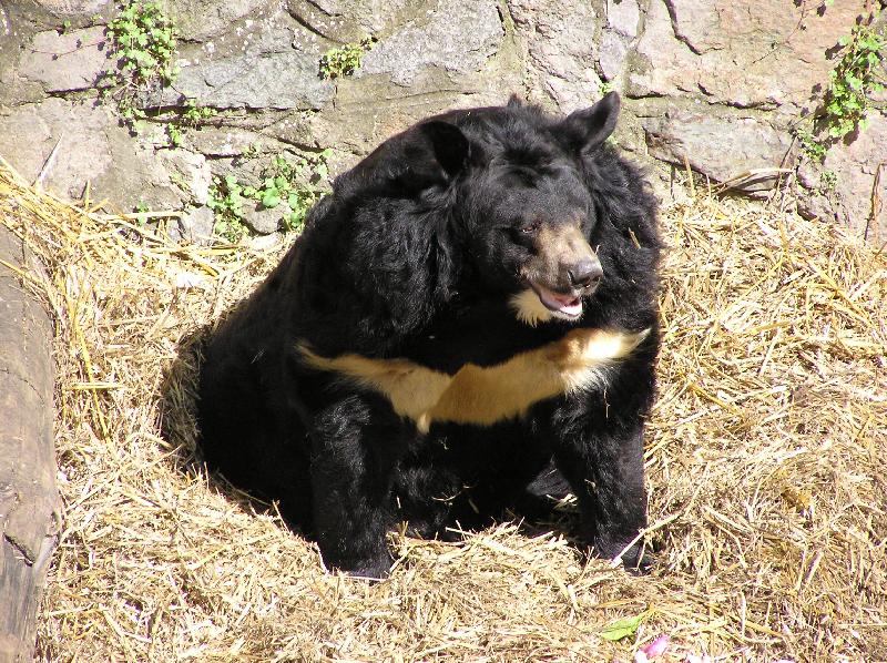 Foto: Medvěd ušatý-Máša z Konopiště se směje - z hloupého dárku pro medvěda nic moc nezbylo