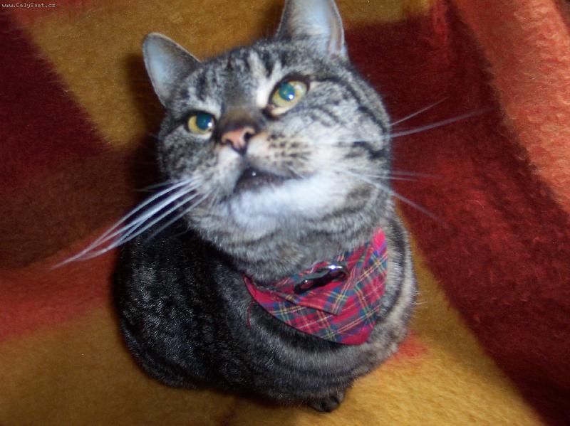 Foto: J�linka-kuku� t�to nezbednice