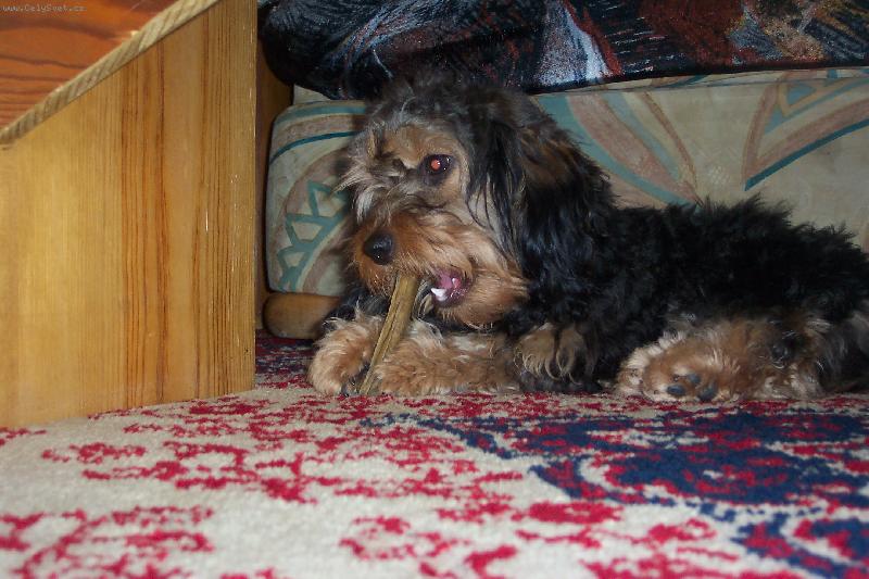 Foto: Jesinka-Po��d n�co kou�e,potv�rka.Je to pudl�k s jezev��kem.