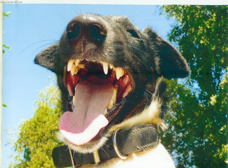 Foto: Ahoj, j� se sm�ju!-fox Caro