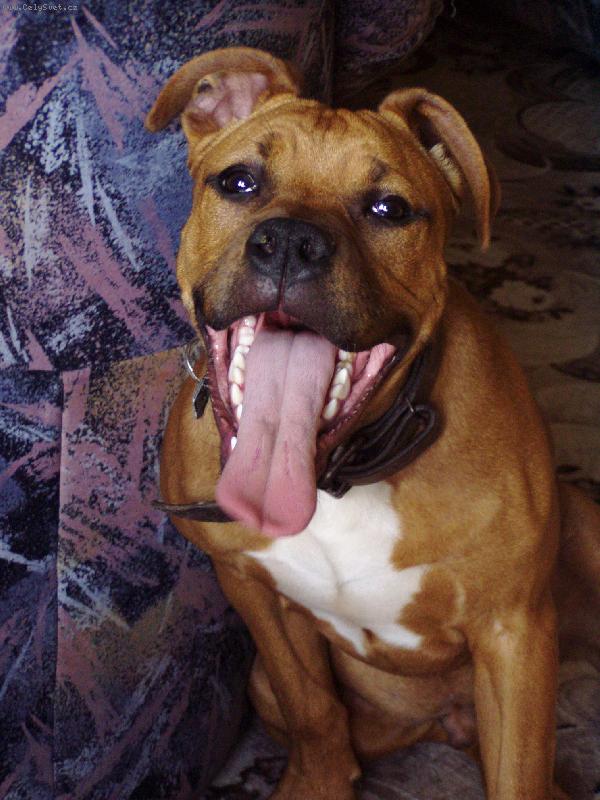 Foto: �sm�v, pros�m!-Rocky