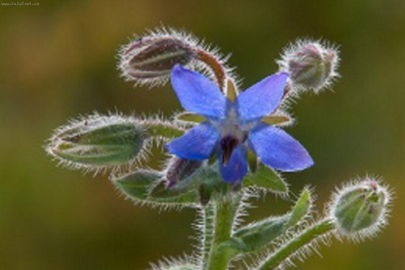 Foto: modrá květinka