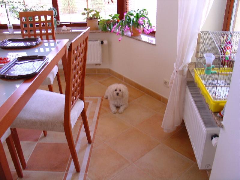 Foto: Le��m a kouk�m...-N� pejsek je mali�k�, m� kra�ou�k� paci�ky a n� cel�, celi�k�..