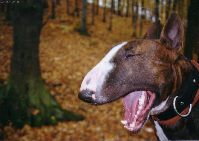 Foto: Z�����v!!-Podz�mn� �nava..