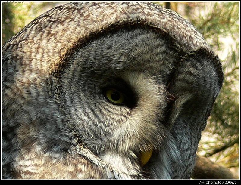 Foto: Sova na jedno oko-Detail sovy