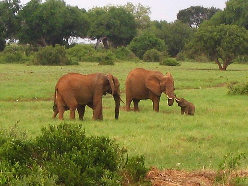 Foto: �erven� sloni-n�rodn� park Tsavo