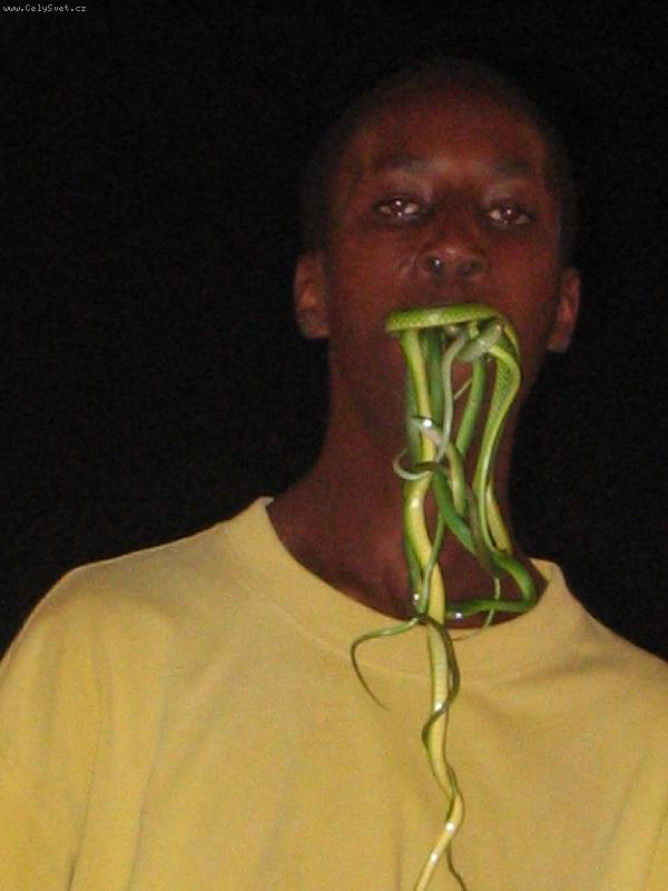 Foto: stromov� u�ovky-Mombasa