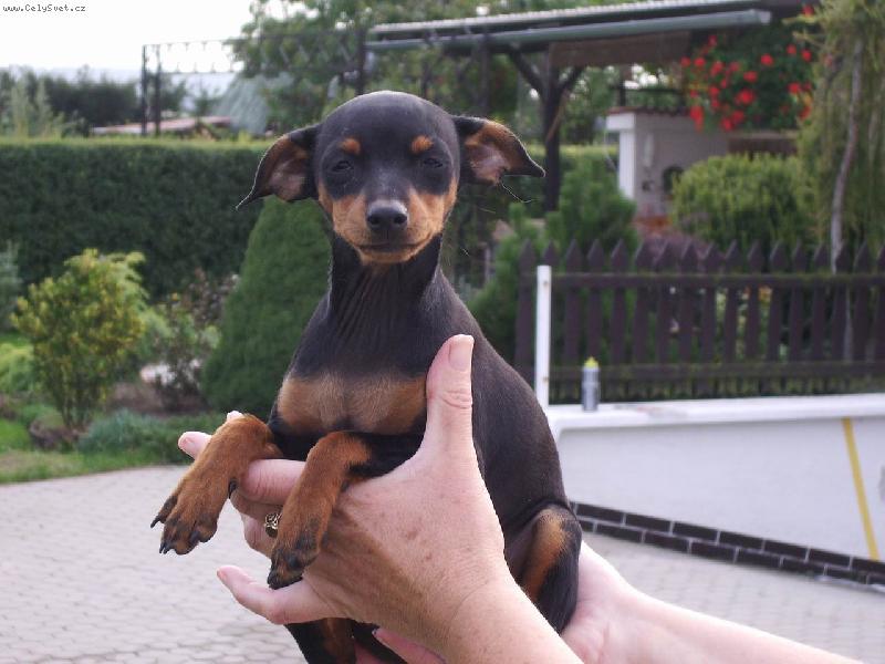 Foto: na rukou m� nosit...-Dorinka