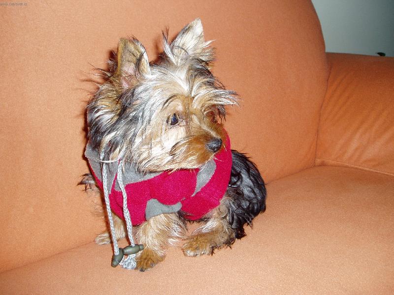 Foto: Jork��rka Amynka-Copak to tam vid�m?