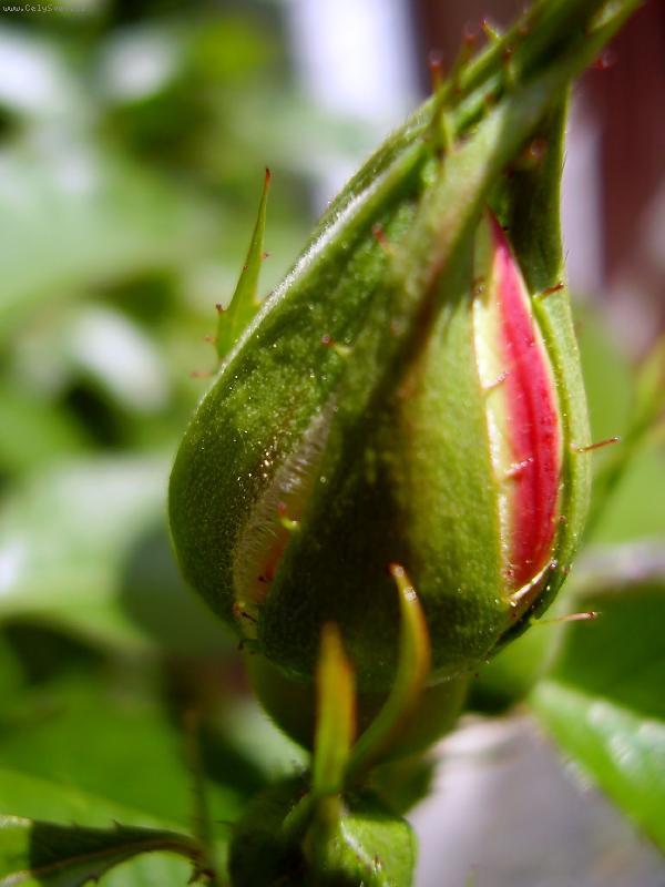 Foto: pop� r��e