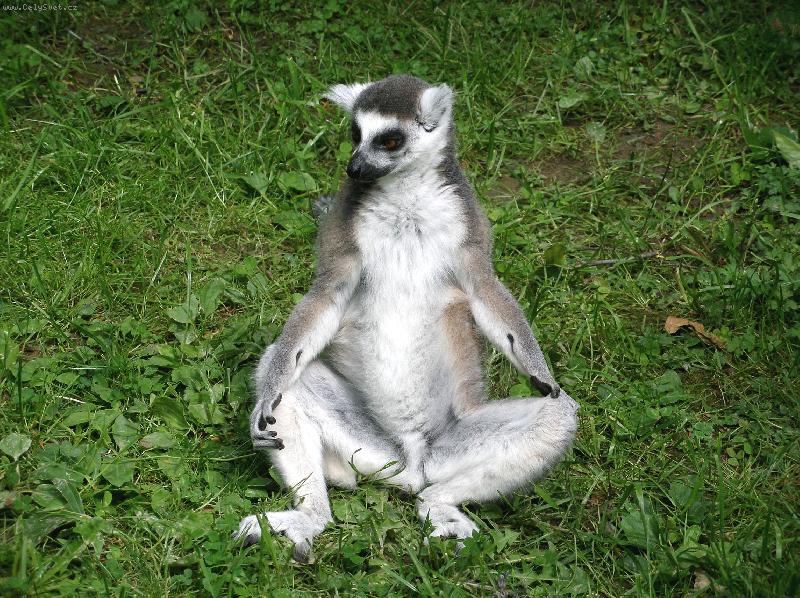 Foto: Lemur ZOO Lešná-Nerušit, medituju!