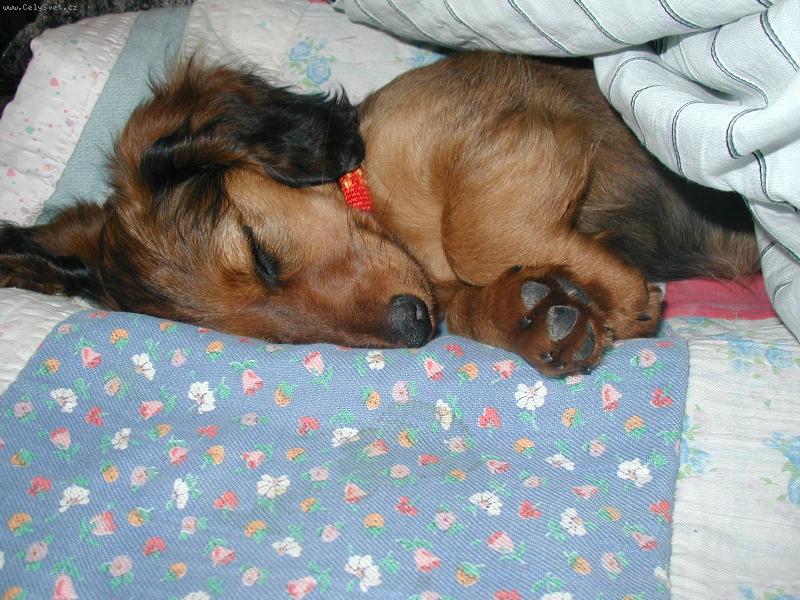 Foto: u� tlu�e �pa�ky-S�rinka v pelechu