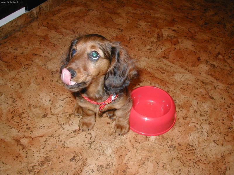 Foto: dobr� to bylo-S�rinka po j�dle