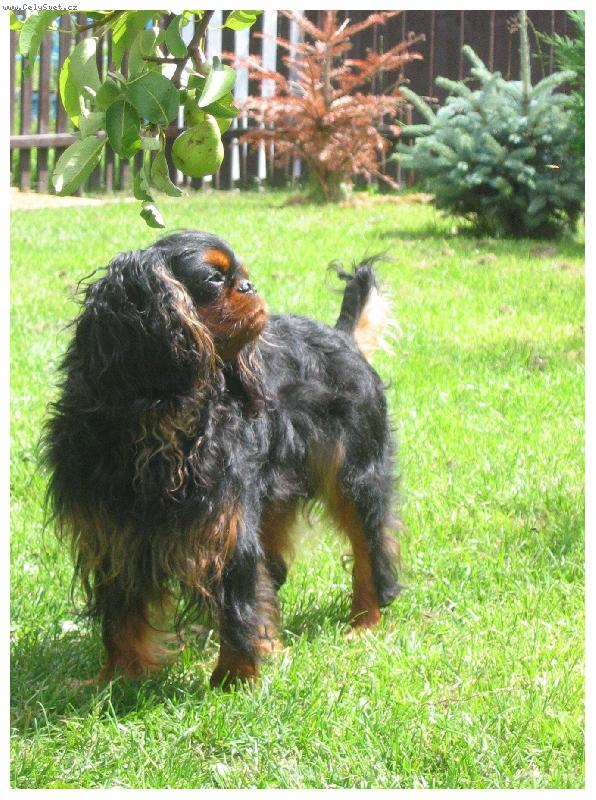 Foto: Jch.,Ch. LUIS ARMSTRONG Verum Gaudium.....-.... kter� n�s opustil v prosinci 2005.