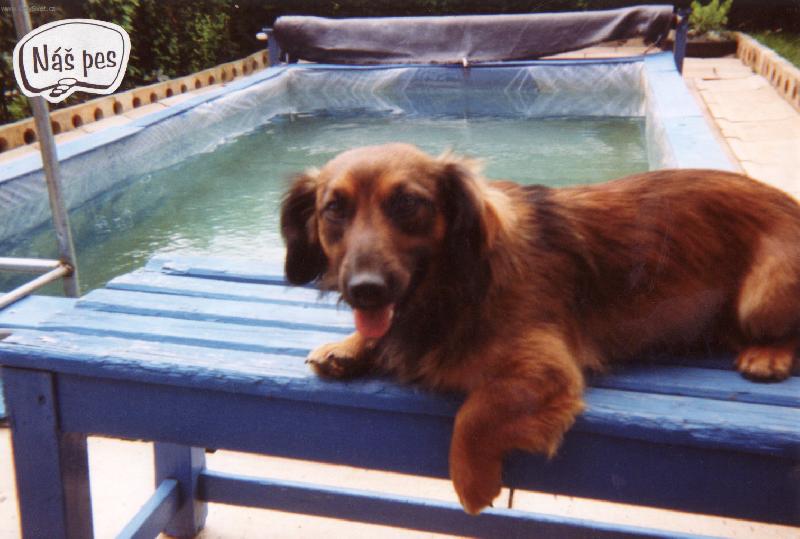 Foto: Ron��ek-Ps� dovolen�