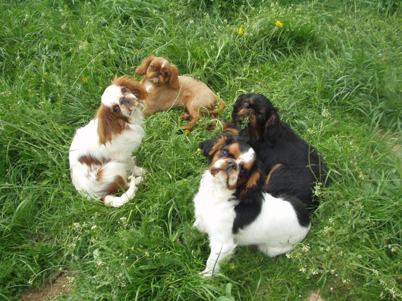 Foto: King Charles �pan�l - v�echny barvy-V�echny barvy plemene King charles �pan�l