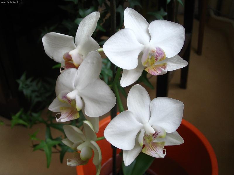 Foto: Orchideje