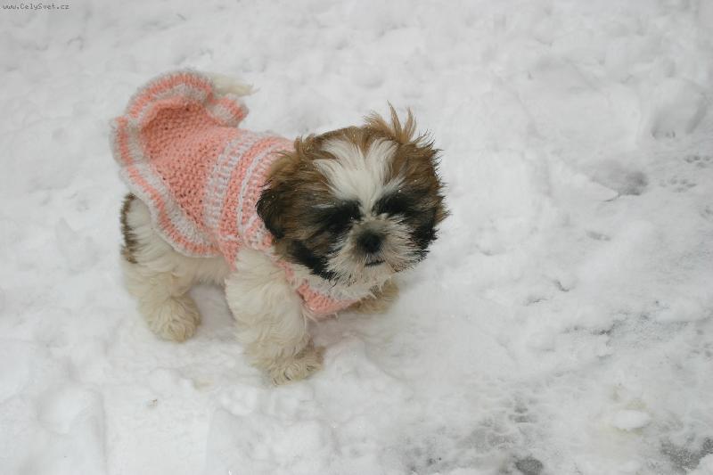 Foto: Sicunka ve snehu-Uz jako miminko miluje snih nase Baronka
