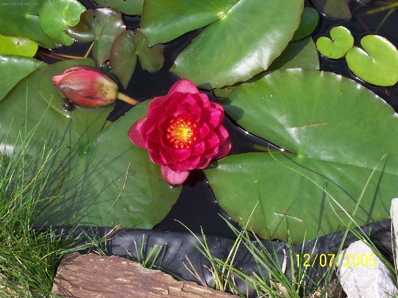 Foto: vodní rostlina-plavu si po hladině ani nevím jak