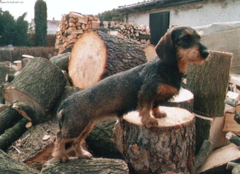 Foto: Jezev��k na vyhl�dce-Jezev��k na vyhl�dce