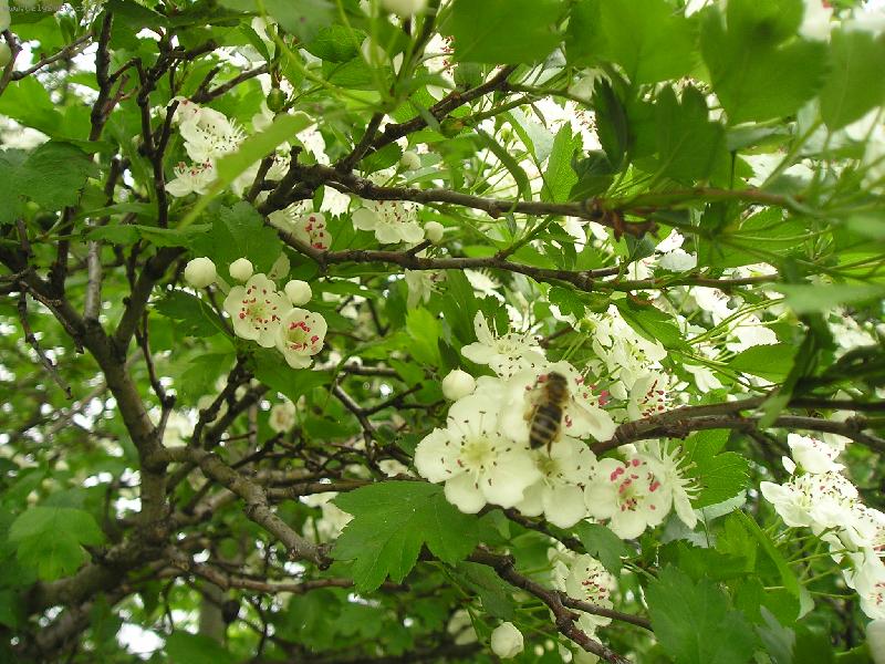 Foto: T�e�en�-Kr�sa a v�n�