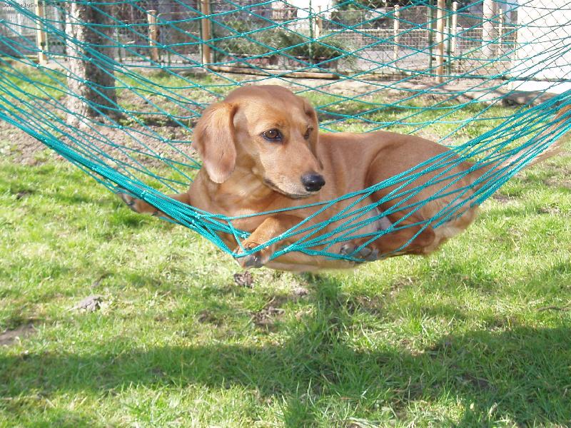 Foto: Vege�a�ka Zorka