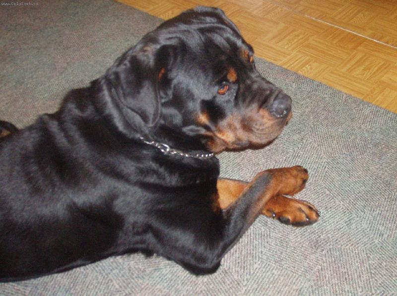 Foto: Hod�m no�ku p�es no�ku....