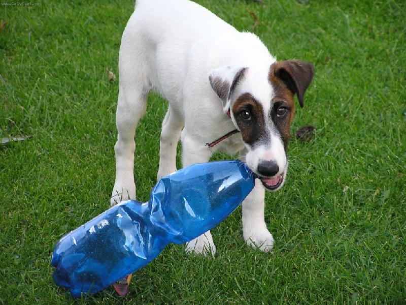 Foto: Petky jsou nejlep��!-Ron��ek 6.m�s.