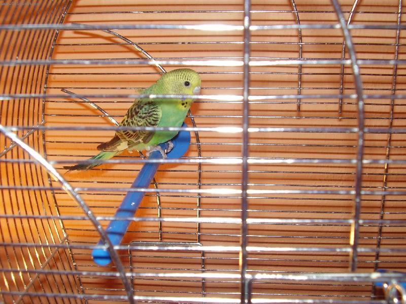 Foto: Můj bývalý papoušek:(-Viki na svém bidýlku