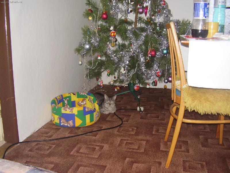Foto: tO JSEM DOSTAL k Vanocům to se mám.....:)-To byly moje vánoce plus nový záchod, hračka a žrádlo